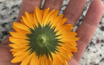 Does Herbal Medicine Work?