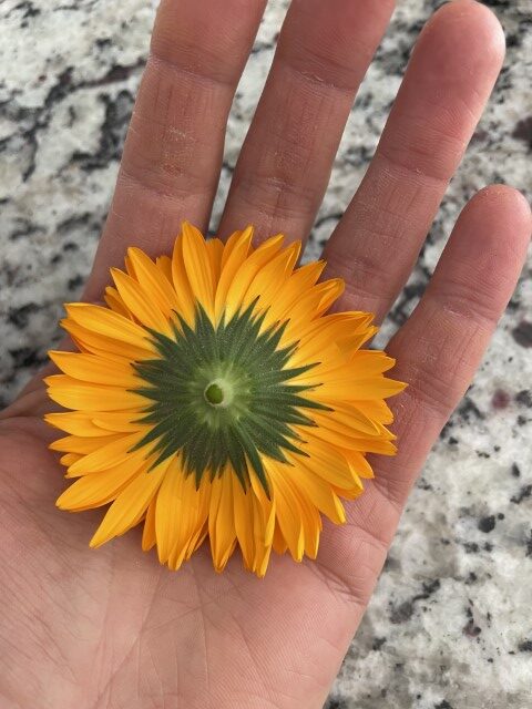 flower in hand