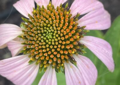 Echinacea