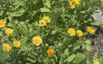 Calendula: the Sunny Soother
