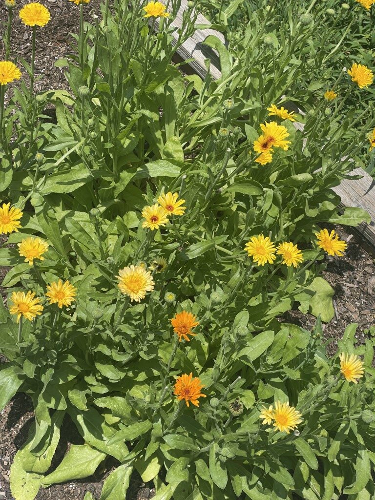 calendula