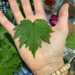 fresh green leaf in palm of hand