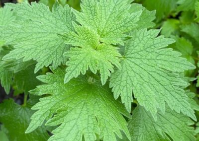Chinese Motherwort