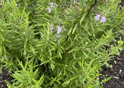 Rosemary