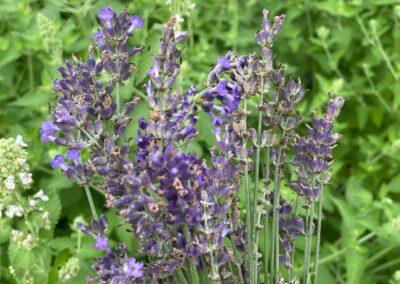 Lavender