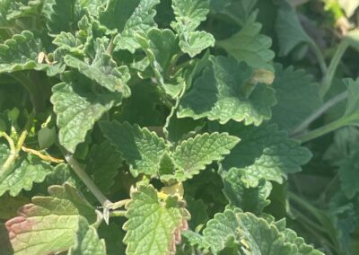 Catnip