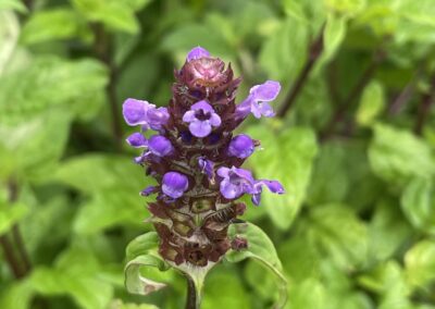 Heal All Self Heal